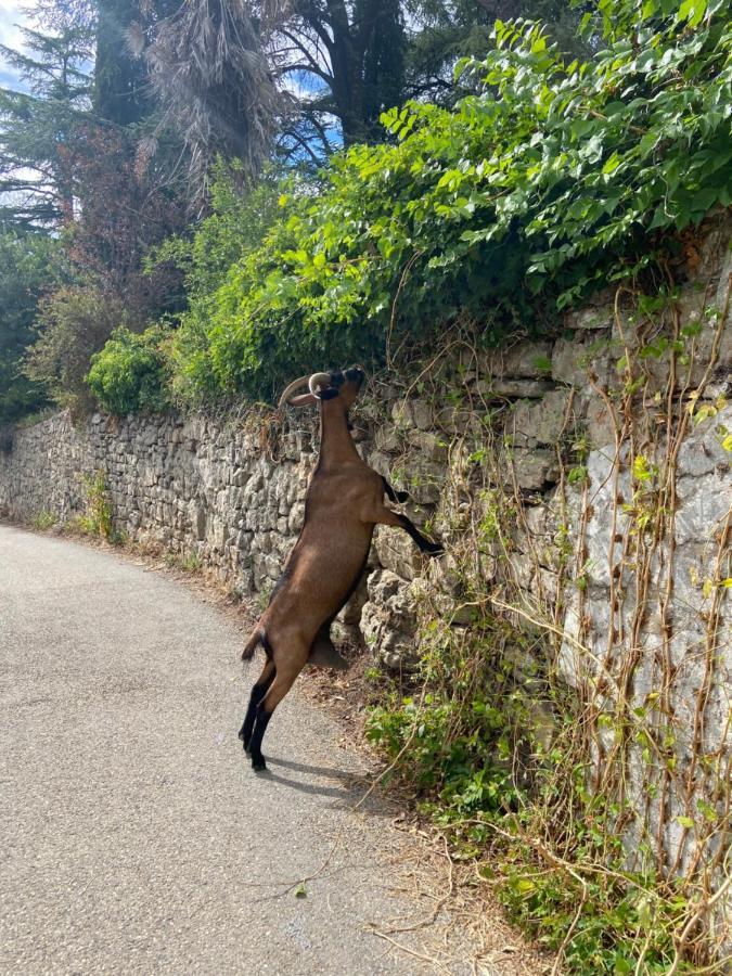 La Frigoule, Un Gite Au Coeur Du Parc Des Cevennes Generargues 外观 照片